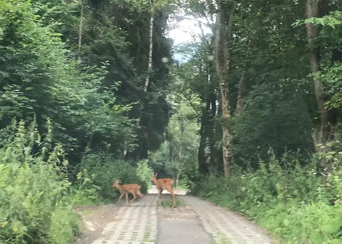 Pod Gorka בית נופש *
